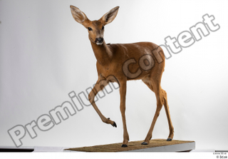 Deer Doe 2 whole body 0004.jpg